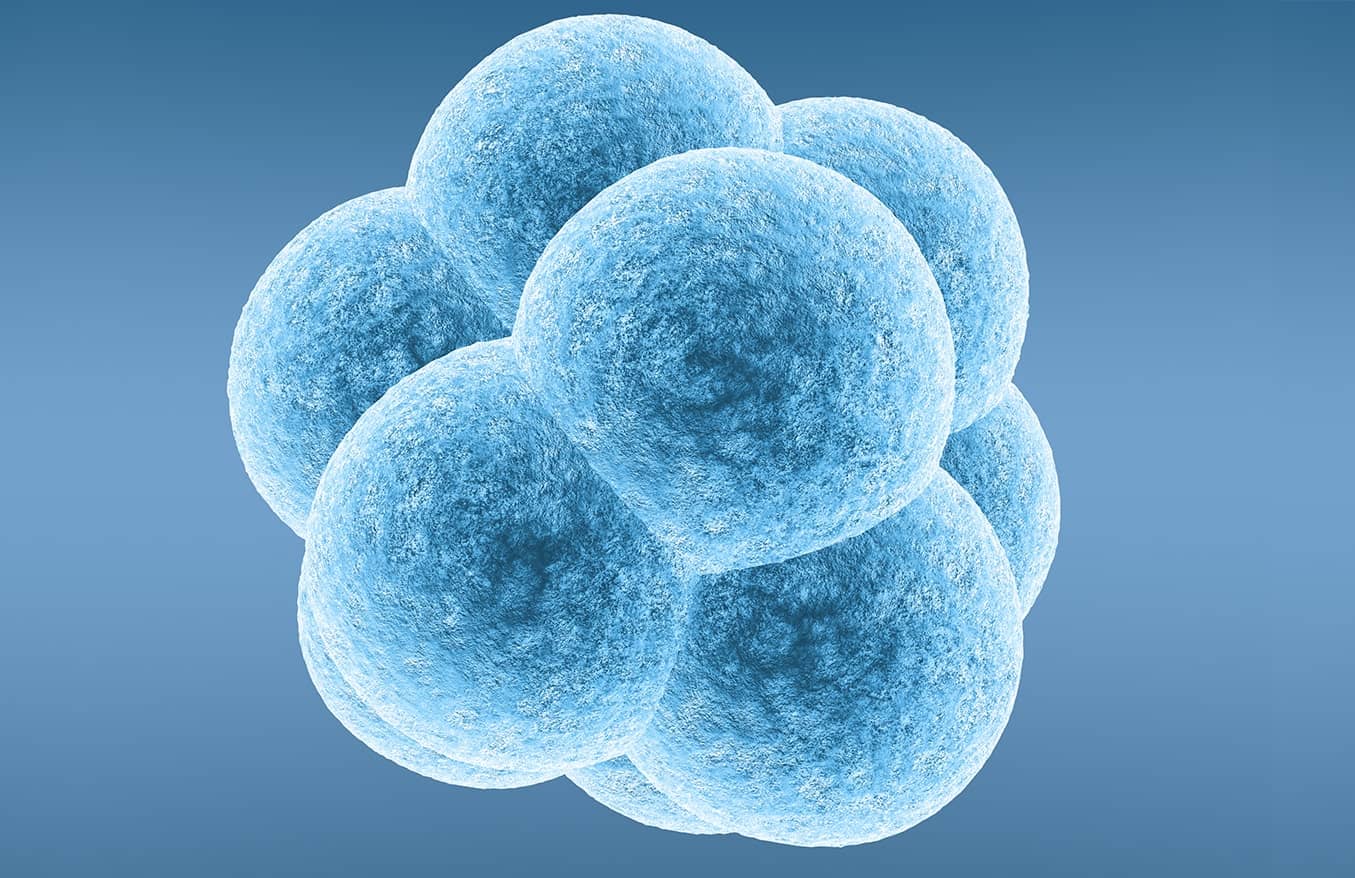 Frozen Embryo Transfer Treatment Cycle FETC XenithIVF