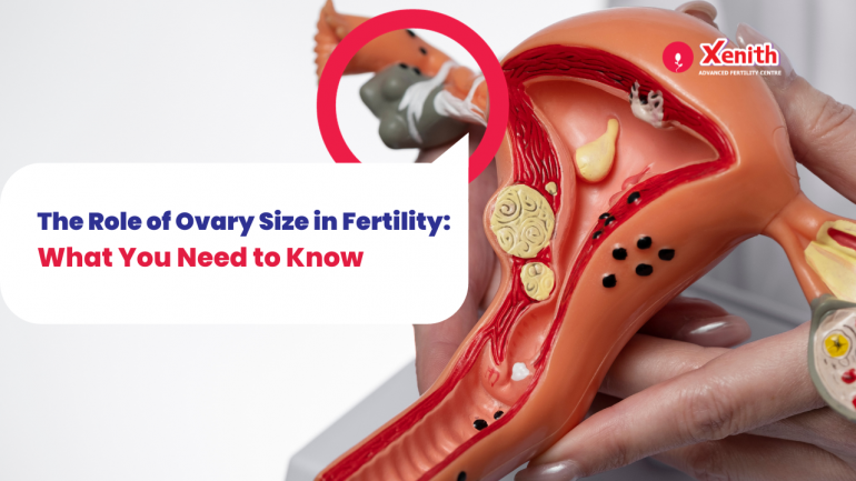 The Role Of Normal Ovary Size In Fertility What You Need To Know The Role Of Ovary Size In Fertility 770x433 